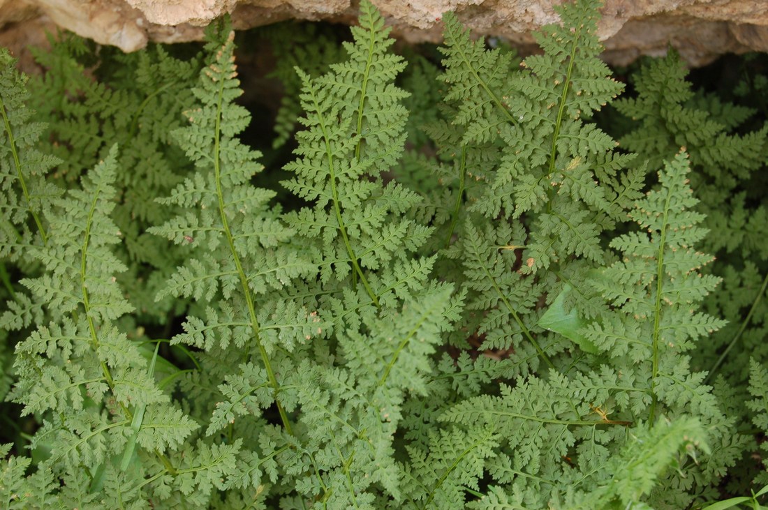 Cystopteris fragilis / Felcetta fragile